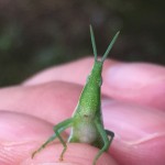 今年初セミの抜け殻を見つけました