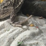 フトアゴヒゲトカゲの銀ちゃんは暑がり