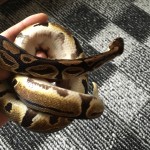 2017年も終わりですね