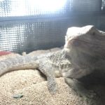 銀ちゃんが3歳になりました