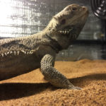 銀ちゃんの床材をくるみチップに交換